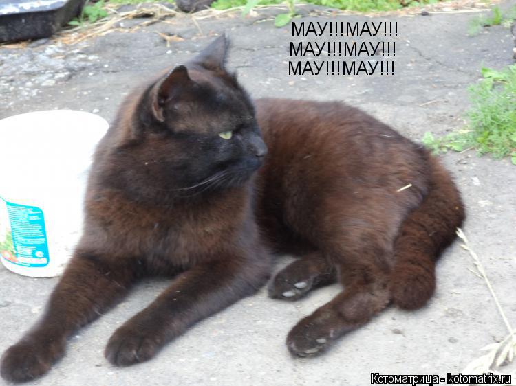 МАУ!!!МАУ!!! МАУ!!!МАУ!!! МАУ!!!МАУ!!!... Котоматрица: МАУ!!!МАУ!!! МАУ!!!МАУ!!! МАУ!!!МАУ!!!