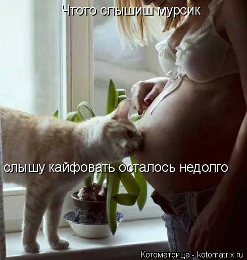 Чтото слышиш мурсик слышу кайфовать осталось недолго... Котоматрица: Чтото слышиш мурсик слышу кайфовать осталось недолго