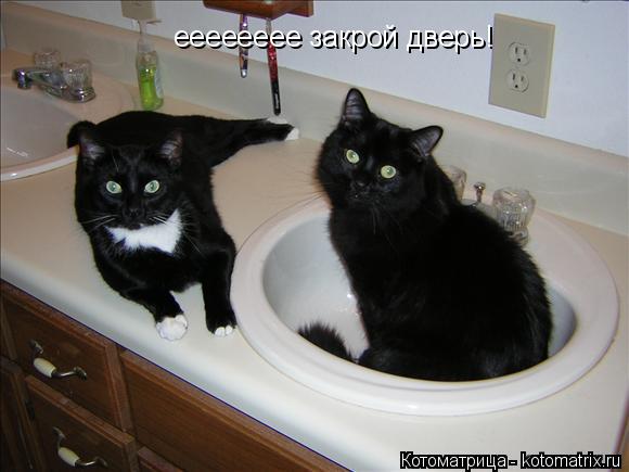 ееееееее закрой дверь!... Котоматрица: ееееееее закрой дверь!