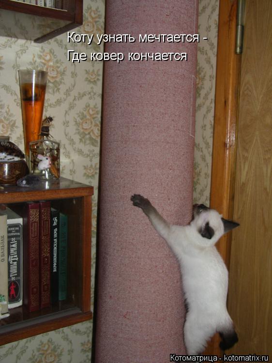 Коту узнать мечтается - Где ковер кончается... Котоматрица: Коту узнать мечтается - Где ковер кончается
