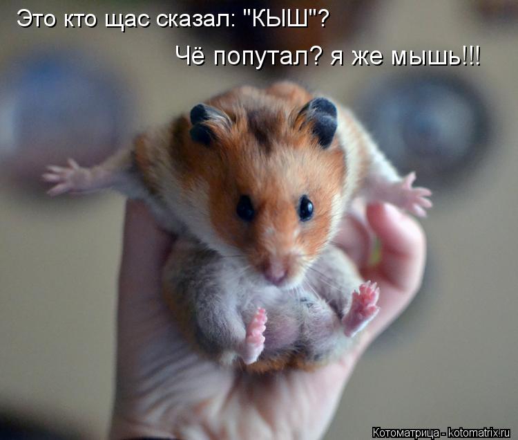 Чё попутал? я же мышь!!! Это кто щас сказал: "КЫШ"?... Котоматрица: Чё попутал? я же мышь!!! Это кто щас сказал: "КЫШ"?