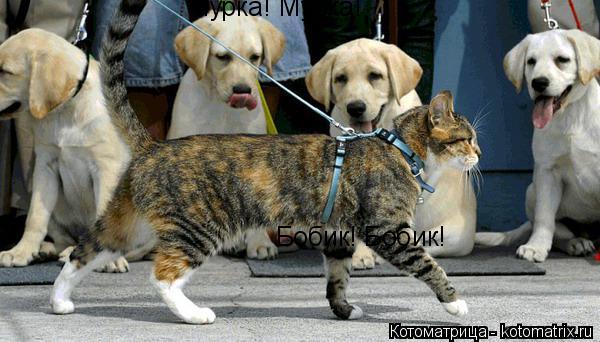 Котоматрица: Мурка! Мурка! Бобик! Бобик!
