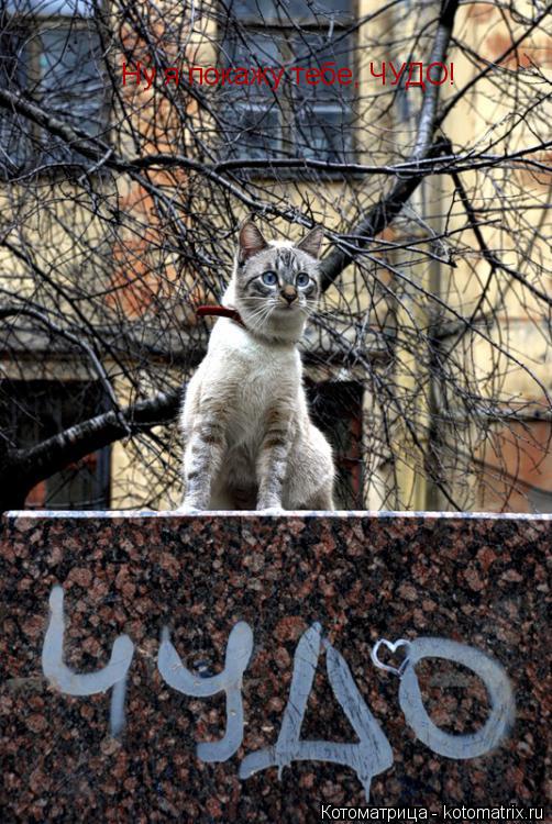 Ну я покажу тебе, ЧУДО!... Котоматрица: Ну я покажу тебе, ЧУДО!