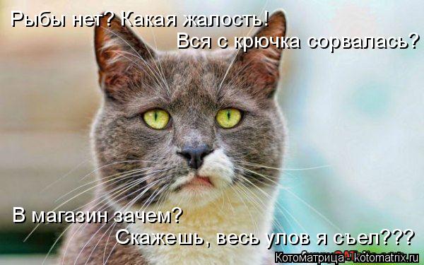 Котоматрица: Вся с крючка сорвалась? В магазин зачем? Скажешь, весь улов я съел??? Рыбы нет? Какая жалость!