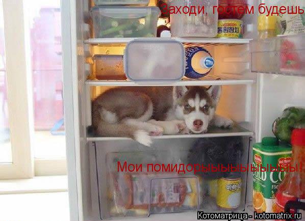 Котоматрица: Заходи, гостем будешь Мои помидорыыыыыыыыыы!