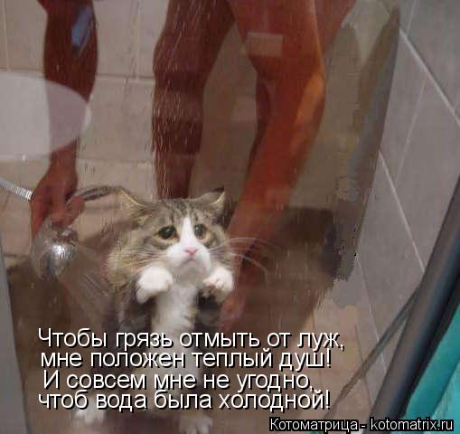 Чтобы грязь отмыть от луж, мне положен теплый душ! И совсем мне не угодно, чтоб вода была холодной!... Котоматрица: Чтобы грязь отмыть от луж, мне положен теплый душ! И совсем мне не угодно, чтоб вода была холодной!
