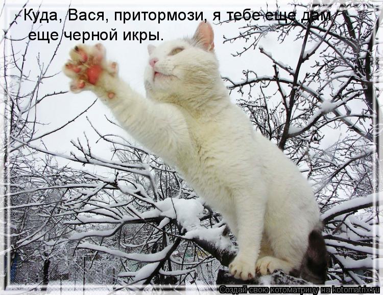 Куда, Вася, притормози, я тебе еще дам еще черной икры.... Котоматрица: Куда, Вася, притормози, я тебе еще дам еще черной икры.