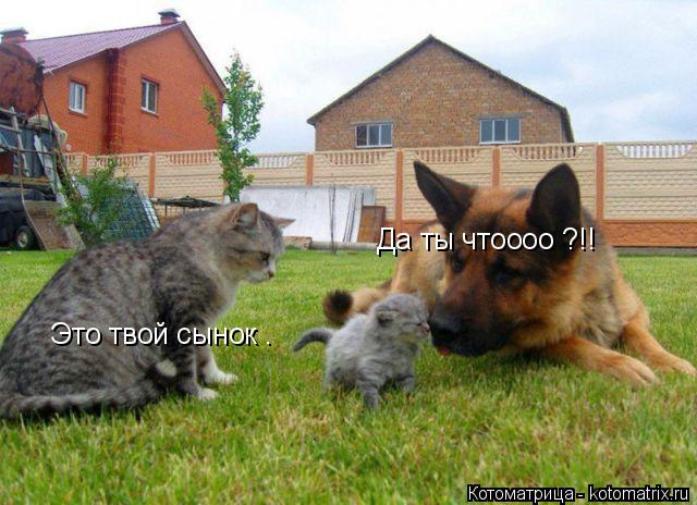 Котоматрица: Это твой сынок . Да ты чтоооо ?!!