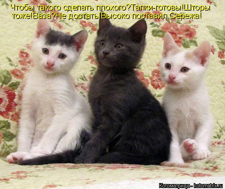 Чтобы такого сделать плохого?Тапки-готовы!Шторы тоже!Ваза?Не достать!Высоко поставил Сережа!... Котоматрица: Чтобы такого сделать плохого?Тапки-готовы!Шторы тоже!Ваза?Не достать!Высоко поставил Сережа!