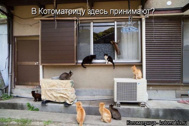 В Котоматрицу здесь принимают?... Котоматрица: В Котоматрицу здесь принимают?