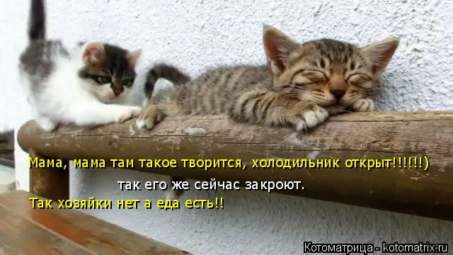 Мама, мама там такое творится, холодильник открыт!!!!!!) так его же сейчас закроют. Так хозяйки нет а... Котоматрица: Мама, мама там такое творится, холодильник открыт!!!!!!) так его же сейчас закроют. Так хозяйки нет а еда есть!!