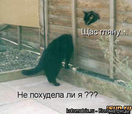 Щас гляну.... Не похудела ли я ???... Котоматрица: Щас гляну.... Не похудела ли я ???