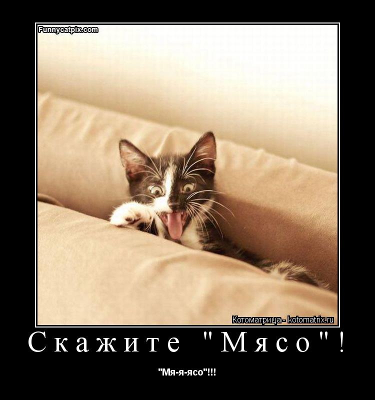 Скажите "Мясо"! "Мя-я-ясо"!!!... Котоматрица: Скажите "Мясо"! "Мя-я-ясо"!!!