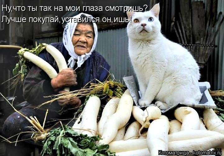 Котоматрица: Ну,что ты так на мои глаза смотришь? Лучше покупай,уставился он,ишь!