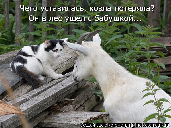 Чего уставилась, козла потеряла? Он в лес ушел с бабушкой...... Котоматрица: Чего уставилась, козла потеряла? Он в лес ушел с бабушкой...