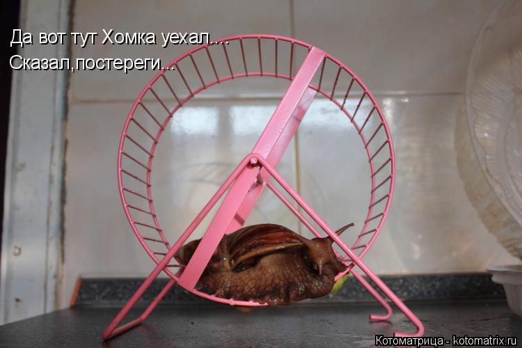 Котоматрица: Да вот тут Хомка уехал.... Сказал,постереги...