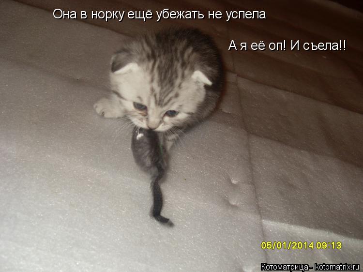Она в норку ещё убежать не успела А я её оп! И съела!!... Котоматрица: Она в норку ещё убежать не успела А я её оп! И съела!!