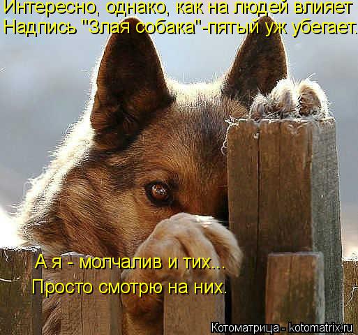 Интересно, однако, как на людей влияет Надпись "Злая собака"-пятый уж убегает. А я - молчалив и тих..... Котоматрица: Интересно, однако, как на людей влияет Надпись "Злая собака"-пятый уж убегает. А я - молчалив и тих... Просто смотрю на них.