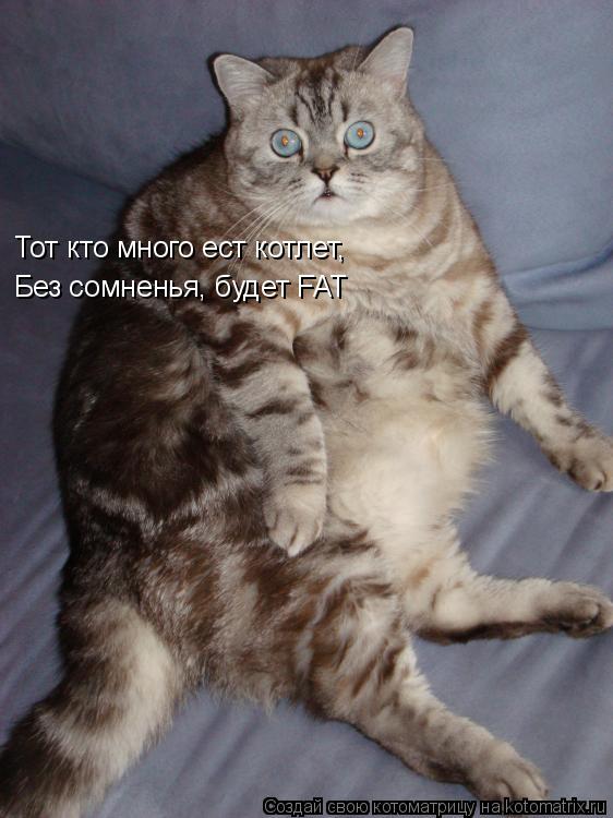 Тот кто много ест котлет, Без сомненья, будет FAT... Котоматрица: Тот кто много ест котлет, Без сомненья, будет FAT