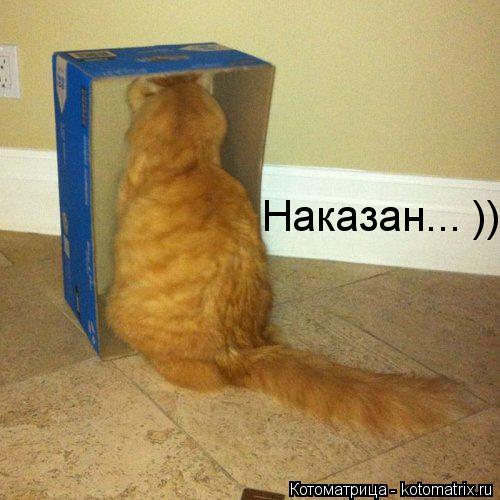 Наказан... ))... Котоматрица: Наказан... ))