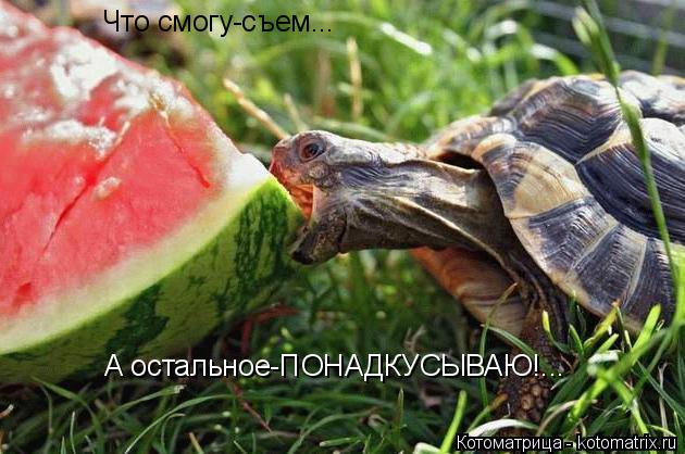 Что смогу-съем... А остальное-ПОНАДКУСЫВАЮ!...... Котоматрица: Что смогу-съем... А остальное-ПОНАДКУСЫВАЮ!...