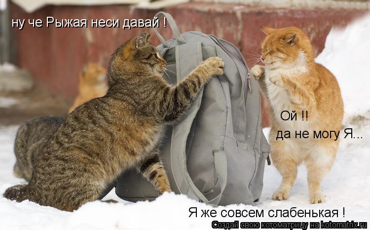 ну че Рыжая неси давай ! да не могу Я... Ой !! Я же совсем слабенькая !... Котоматрица: ну че Рыжая неси давай ! да не могу Я... Ой !! Я же совсем слабенькая !