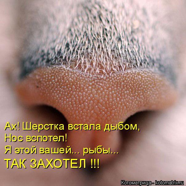 Ах! Шерстка встала дыбом, Нос вспотел! Я этой вашей... рыбы... ТАК ЗАХОТЕЛ !!!... Котоматрица: Ах! Шерстка встала дыбом, Нос вспотел! Я этой вашей... рыбы... ТАК ЗАХОТЕЛ !!!