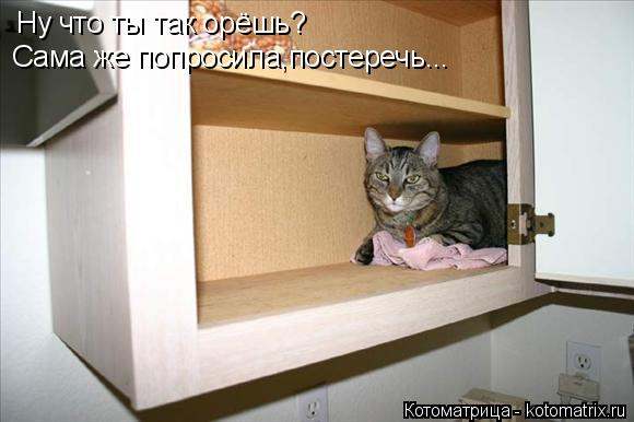 Котоматрица: Ну что ты так орёшь? Сама же попросила,постеречь...