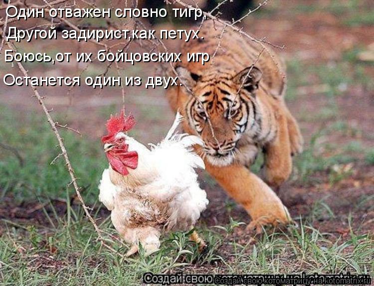 Котоматрица: Один отважен словно тигр, Другой задирист,как петух. Боюсь,от их бойцовских игр Останется один из двух.