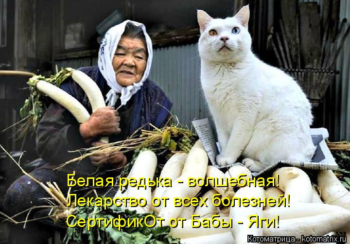 Белая редька - волшебная! Лекарство от всех болезней! СертификОт от Бабы - Яги!... Котоматрица: Белая редька - волшебная! Лекарство от всех болезней! СертификОт от Бабы - Яги!