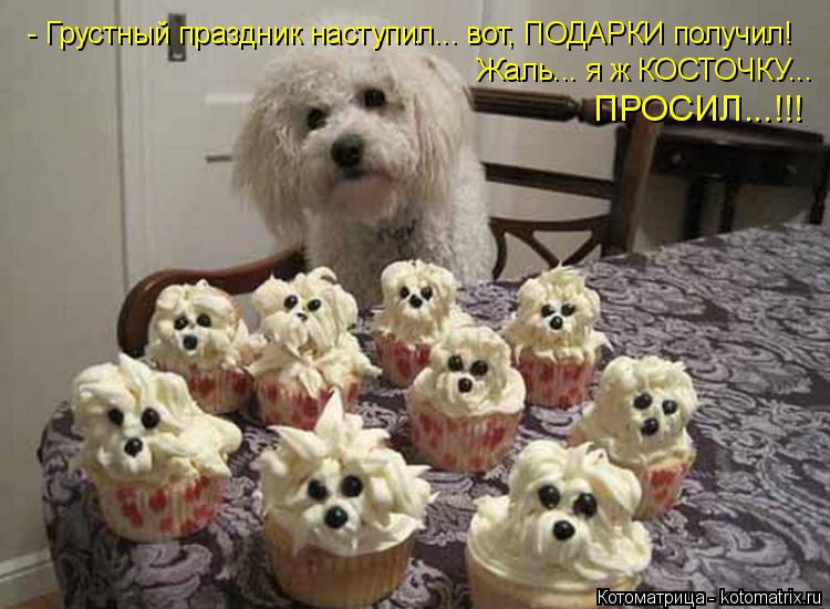 Котоматрица: - Грустный праздник наступил... вот, ПОДАРКИ получил! Жаль... я ж КОСТОЧКУ... ПРОСИЛ...!!!