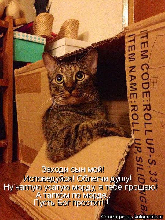 Исповедуйся! Облегчи душу! Заходи сын мой! Ну наглую усатую морду, я тебе прощаю! А тапком по морде..... Котоматрица: Исповедуйся! Облегчи душу! Заходи сын мой! Ну наглую усатую морду, я тебе прощаю! А тапком по морде.. Пусть Бог простит!!!