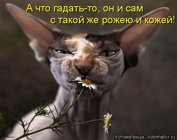 Котоматрица: А что гадать-то, он и сам с такой же рожею и кожей!