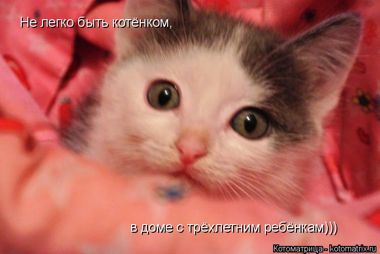 Котоматрица: Не легко быть котёнком, в доме с трёхлетним ребёнкам)))