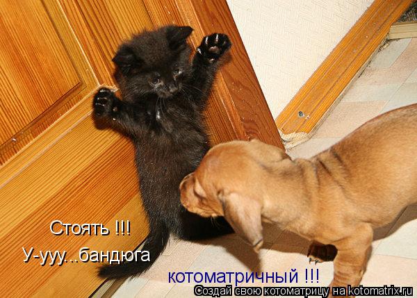 Стоять !!! У-ууу...бандюга котоматричный !!!... Котоматрица: Стоять !!! У-ууу...бандюга котоматричный !!!