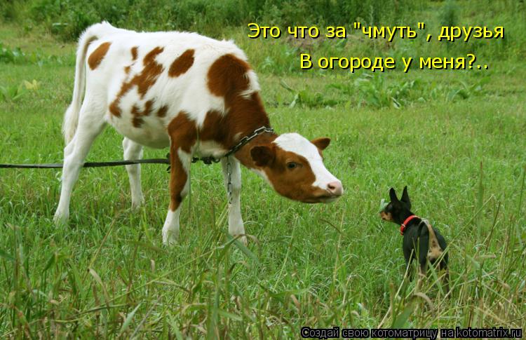 Это что за "чмуть", друзья В огороде у меня?..... Котоматрица: Это что за "чмуть", друзья В огороде у меня?..