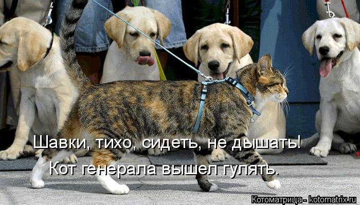 Шавки, тихо, сидеть, не дышать! Кот генерала вышел гулять.... Котоматрица: Шавки, тихо, сидеть, не дышать! Кот генерала вышел гулять.
