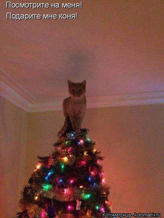 Посмотрите на меня! Подарите мне коня!... Котоматрица: Посмотрите на меня! Подарите мне коня!