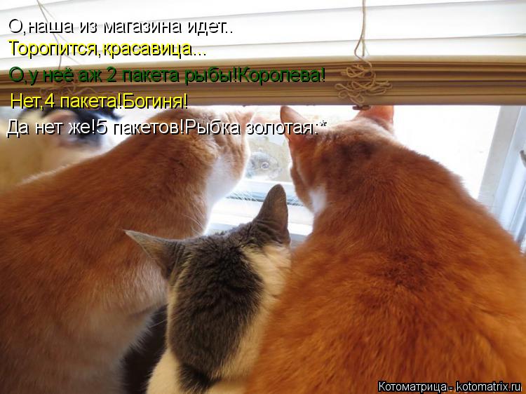 О,наша из магазина идет.. Торопится,красавица... О,у неё аж 2 пакета рыбы!Королева! Нет,4 пакета!Боги... Котоматрица: О,наша из магазина идет.. Торопится,красавица... О,у неё аж 2 пакета рыбы!Королева! Нет,4 пакета!Богиня! Да нет же!5 пакетов!Рыбка золотая:*