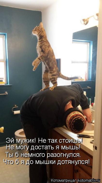 Котоматрица: Эй мужик! Не так стоишь! Не могу достать я мышь! Ты б немного разогнулся. Что б я до мышки дотянулся!