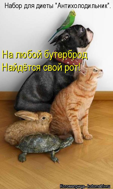 Котоматрица: Набор для диеты "Антихолодильник". На любой бутерброд Найдётся свой рот!