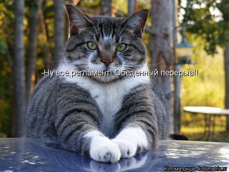 Котоматрица: -Ну всё,регламент! Обеденный перерыв!!