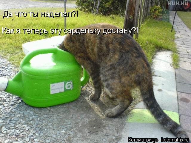 Как я теперь эту сардельку достану?! Да что ты наделал?!... Котоматрица: Как я теперь эту сардельку достану?! Да что ты наделал?!