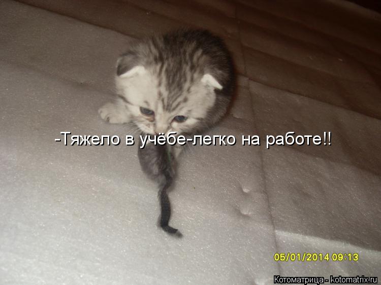 Котоматрица: -Тяжело в учёбе-легко на работе!!