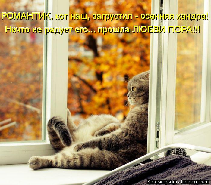 Котоматрица: РОМАНТИК, кот наш, загрустил - осенняя хандра! Ничто не радует его... прошла ЛЮБВИ ПОРА!!! Ничто не радует его... прошла ЛЮБВИ ПОРА!!! РОМАНТИК, ко
