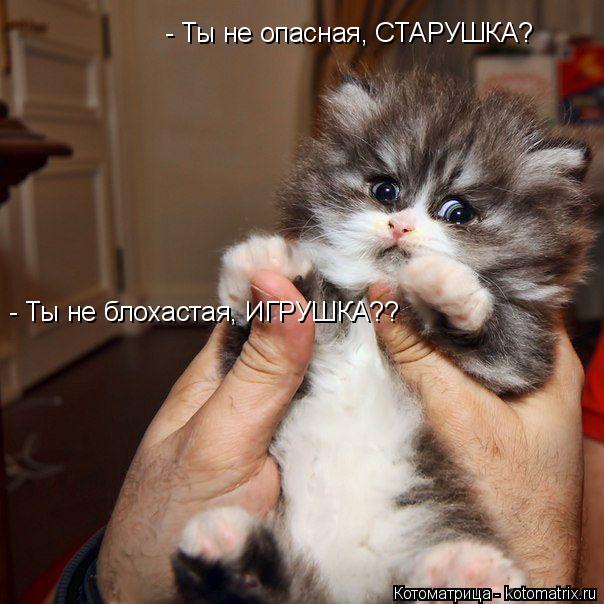 Котоматрица: - Ты не опасная, СТАРУШКА? - Ты не блохастая, ИГРУШКА??