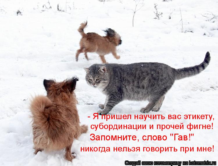 - Я пришел научить вас этикету, субординации и прочей фигне! Запомните, слово "Гав!" никогда нельзя г... Котоматрица: - Я пришел научить вас этикету, субординации и прочей фигне! Запомните, слово "Гав!" никогда нельзя говорить при мне!