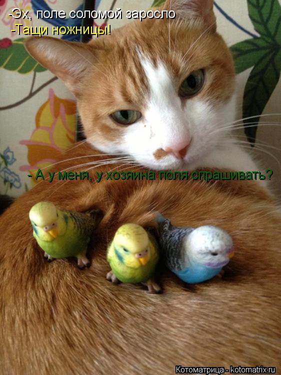 Котоматрица: -Эх, поле соломой заросло -Тащи ножницы! - А у меня, у хозяина поля спрашивать?