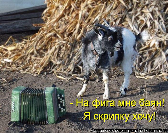 Я скрипку хочу! - На фига мне баян!... Котоматрица: Я скрипку хочу! - На фига мне баян!