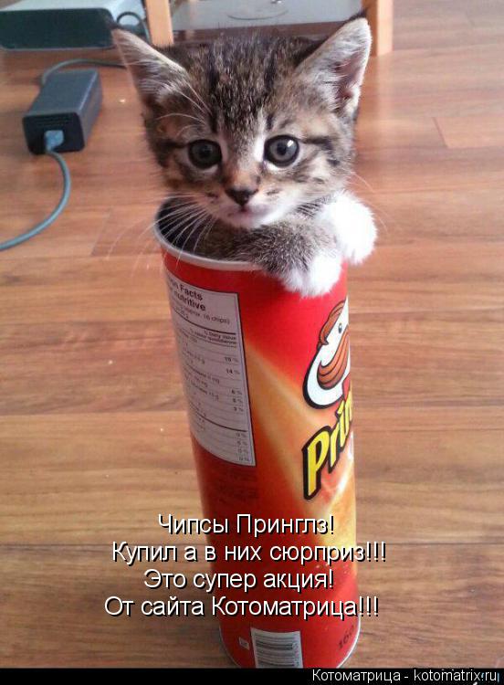 Чипсы Принглз! Купил а в них сюрприз!!! Это супер акция! От сайта Котоматрица!!!... Котоматрица: Чипсы Принглз! Купил а в них сюрприз!!! Это супер акция! От сайта Котоматрица!!!